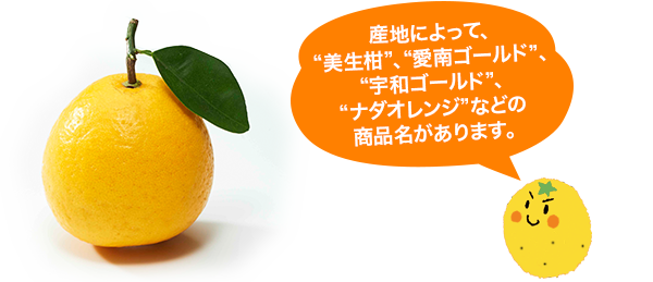 産地によって、“美生柑”、“愛南ゴールド”、“宇和ゴールド”、“ナダオレンジ”などの商品名があります。