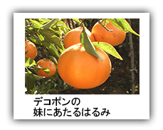 はるみ柑橘説明-4.jpg