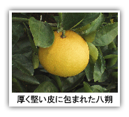 八朔柑橘.jpg